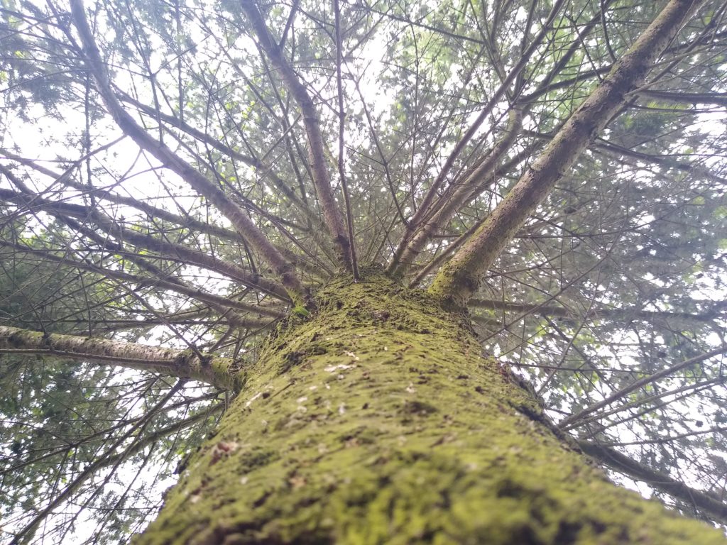 Drzewa: Daglezja od dołu