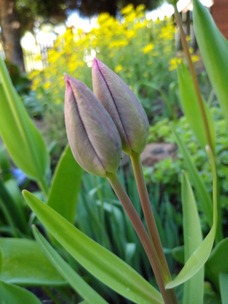 Tulipany: Dwugłowy