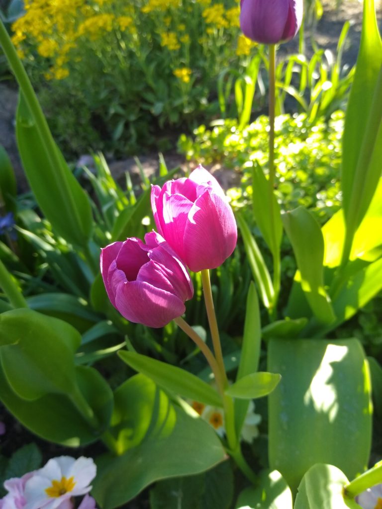 Tulipany: Dwugłowy - kwiat