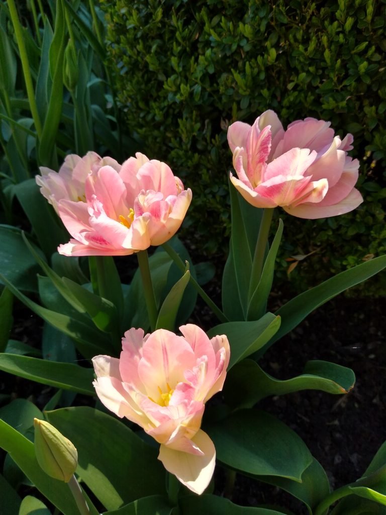 Tulipany: Foxtrot