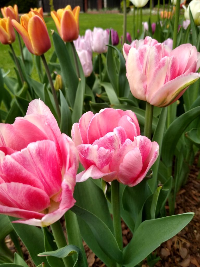 Tulipany: Foxtrot