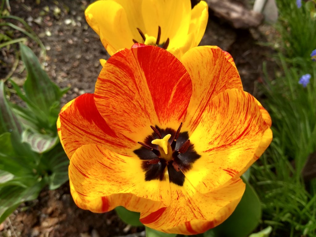 Tulipany; Hybryda 3 - Kwiat