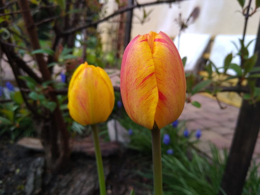 Tulipany: Hybryda 3 - młode