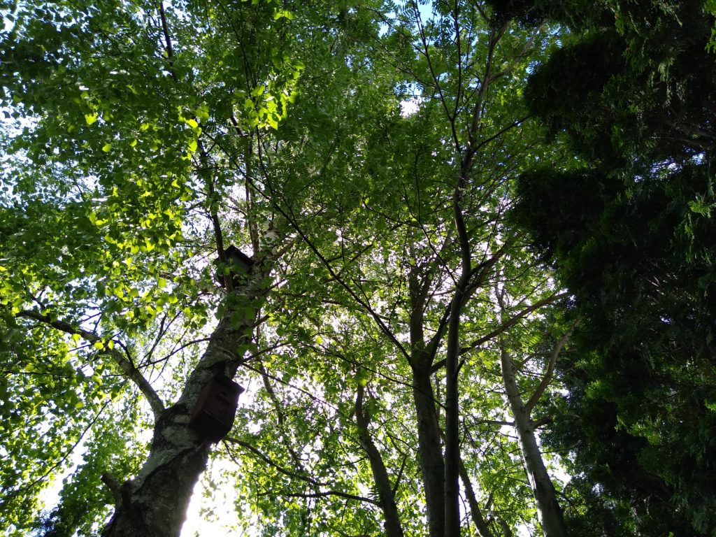 Drzewa: Jarzębina z brzozą
