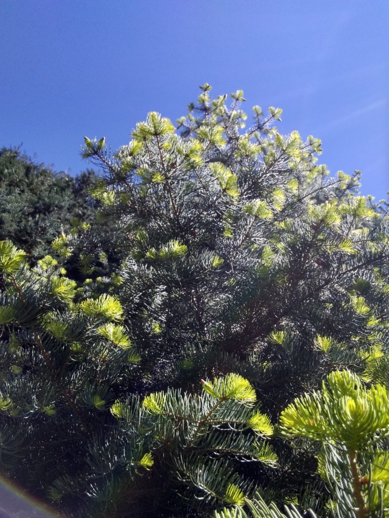 Drzewa: jodła kalifornijska od dołu