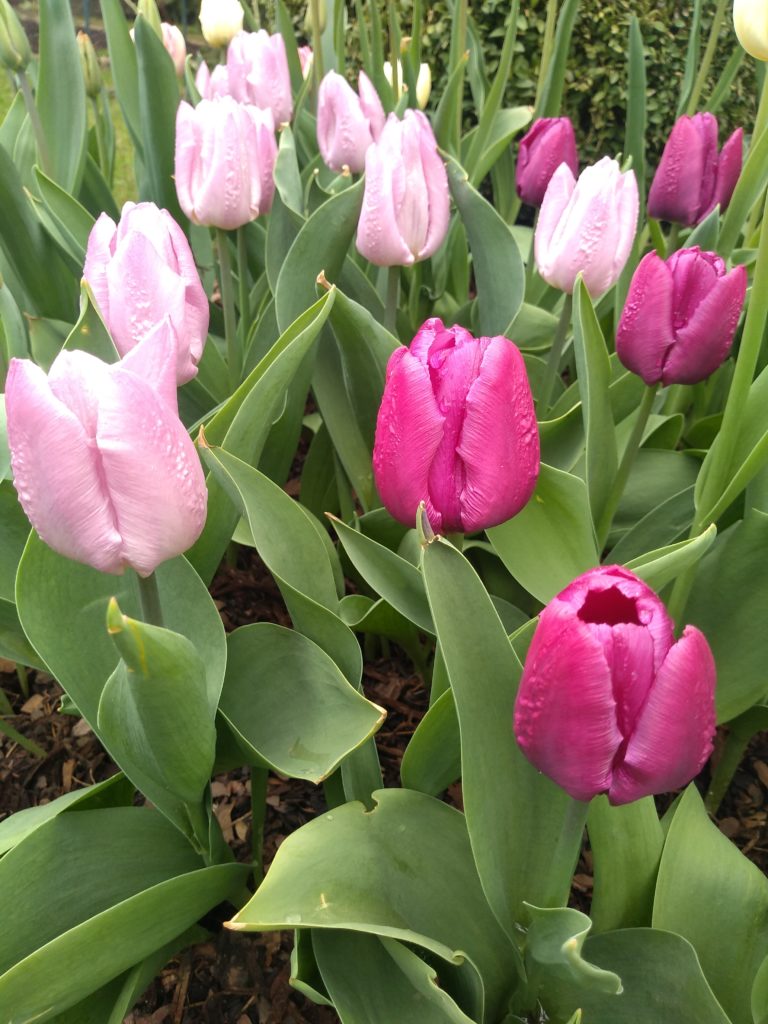 Tulipany: Purple Prince
