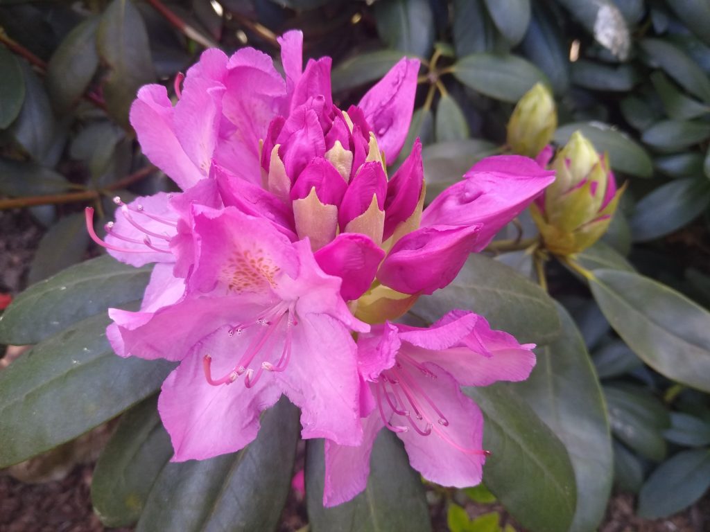 Rododendrony: Roseum Elegans