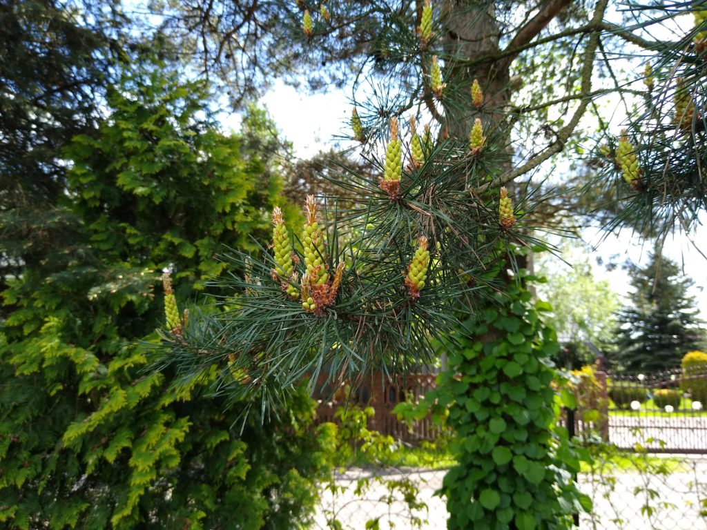 Drzewa: Młode szyszki sosny