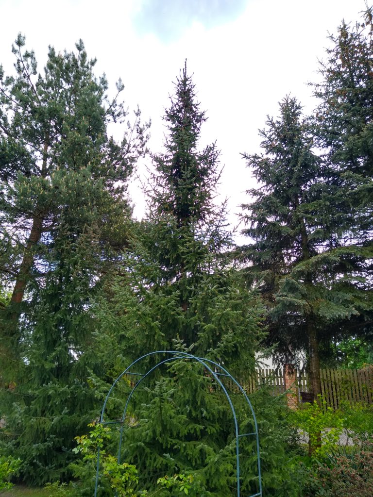 Drzewa: Świerk Serbski (po środku)