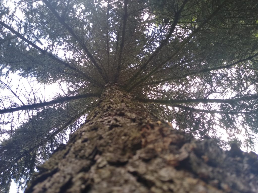 Drzewa: Świerk kłujący