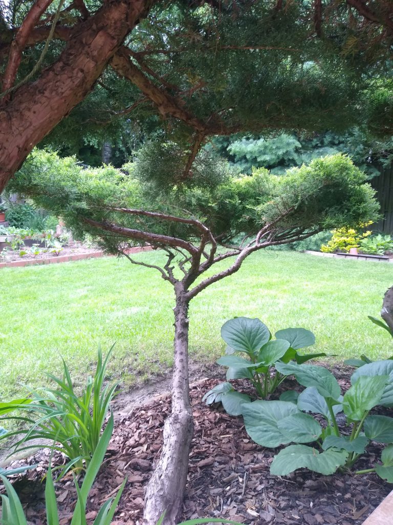 Topiary: tuja bonsai