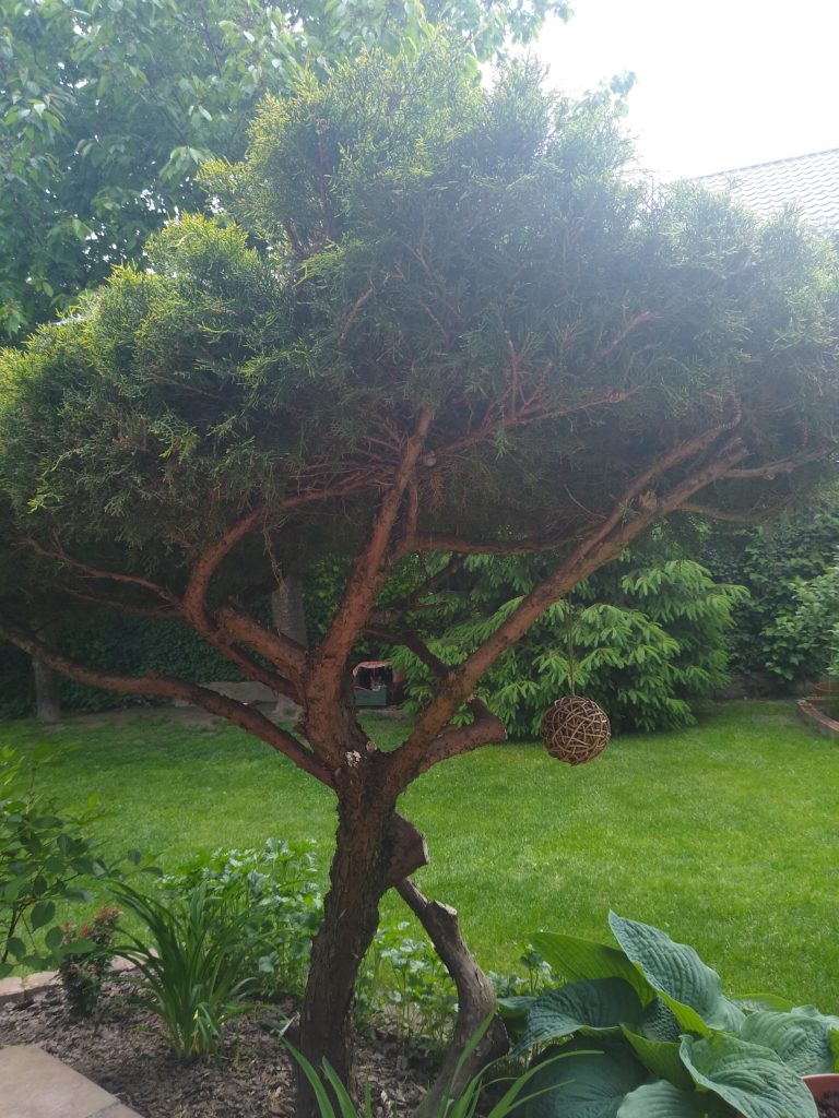 Topiary: tuja bonsai
