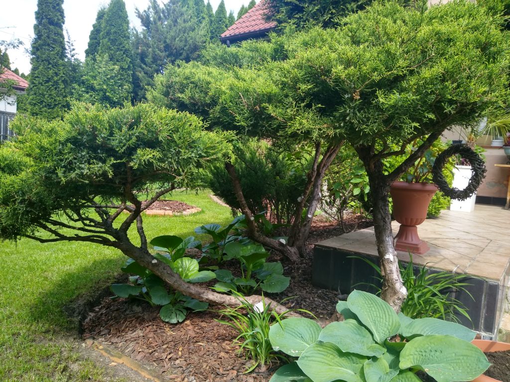 Topiary: tuje bonsai