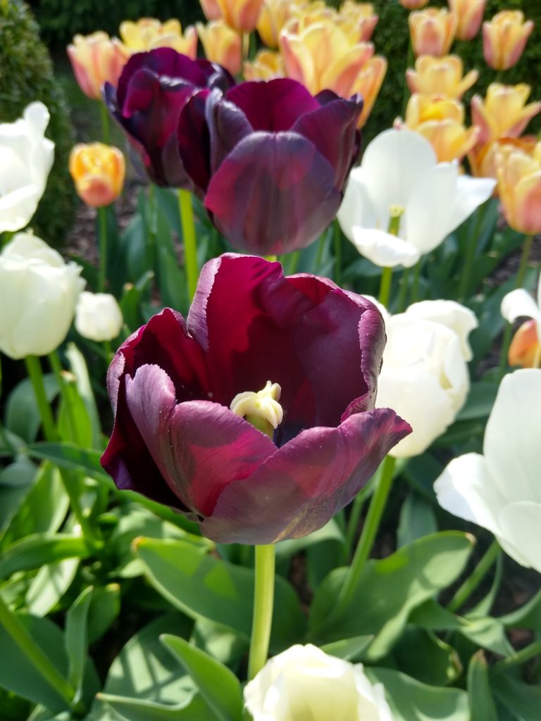 Tulipany: Paul Scherer