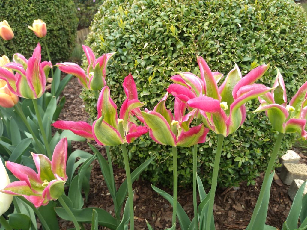 Tulipany: Virichic