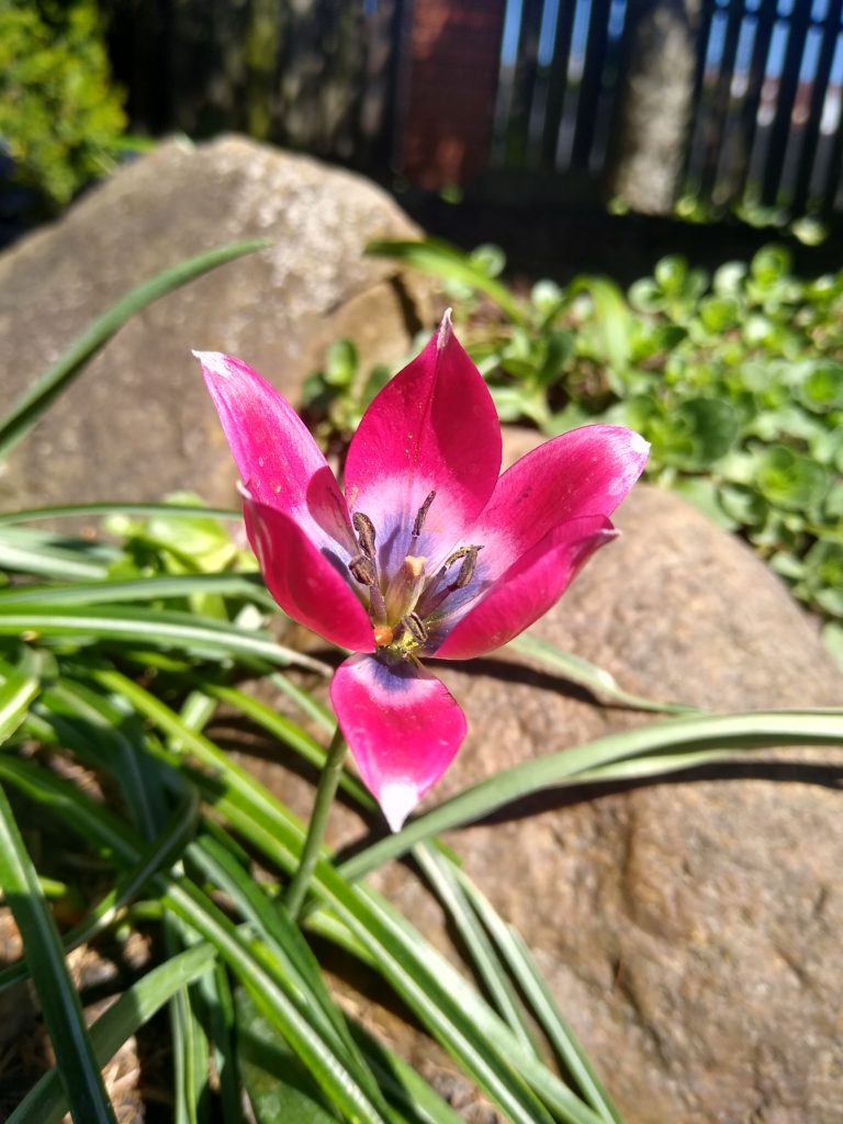 Tulipany: botaniczny Little Beauty