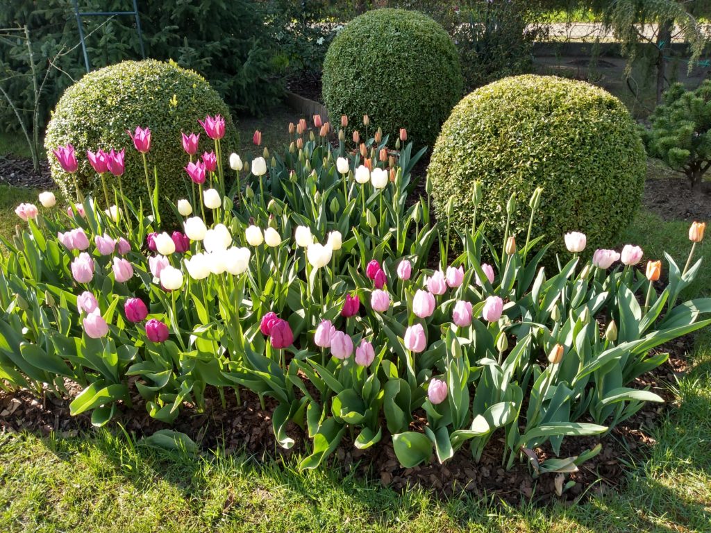 Tulipany 2020