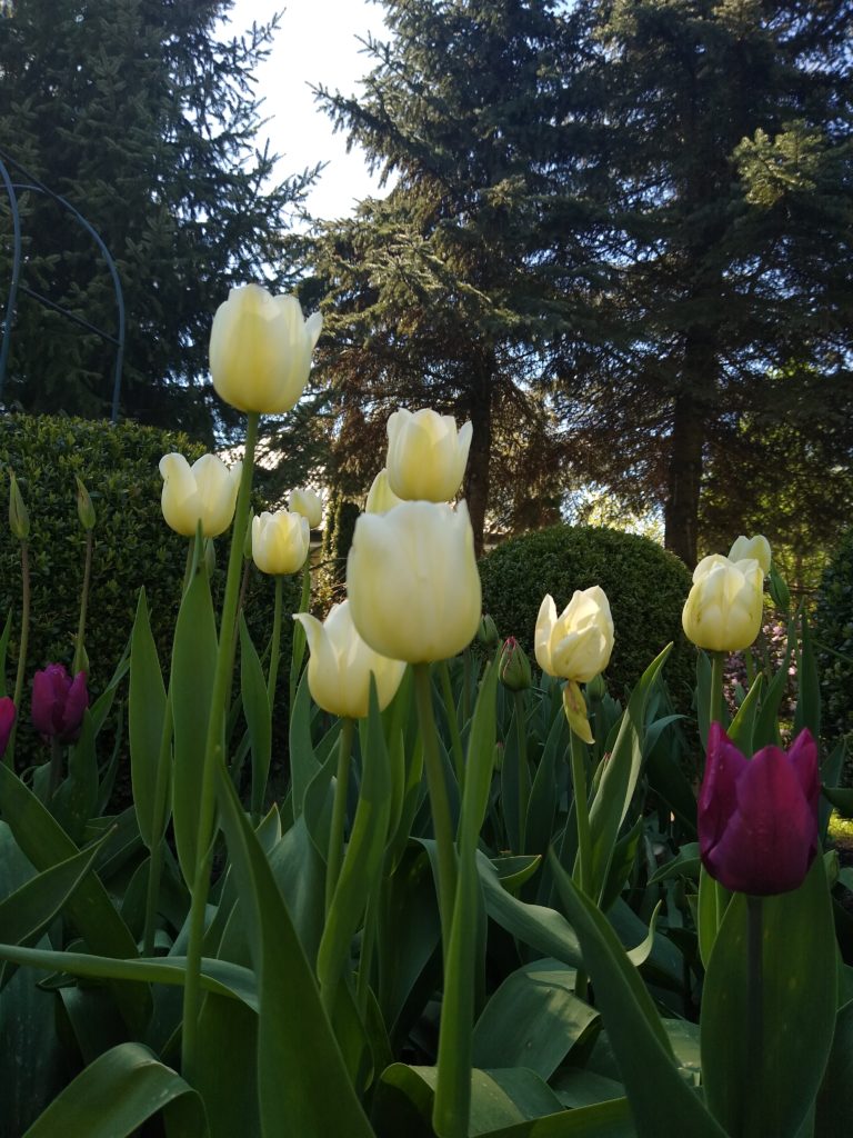 Tulipany: White Flag