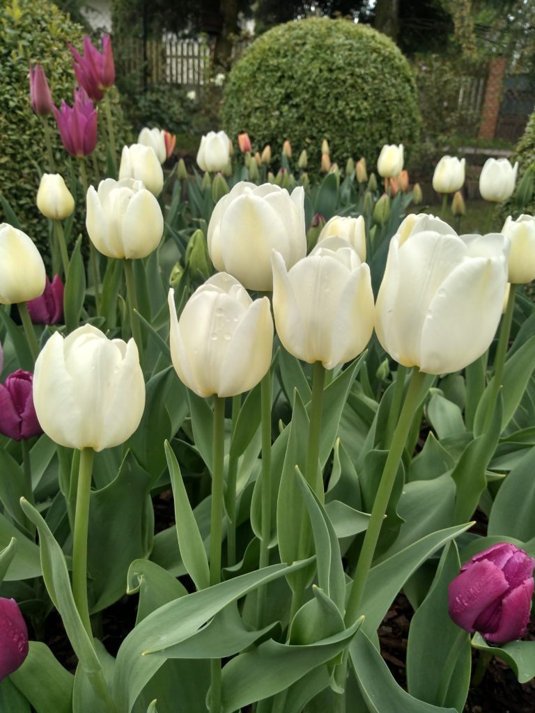 Tulipany: white flag