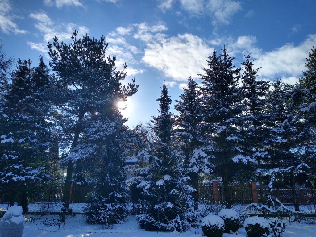 Drzewa zimą