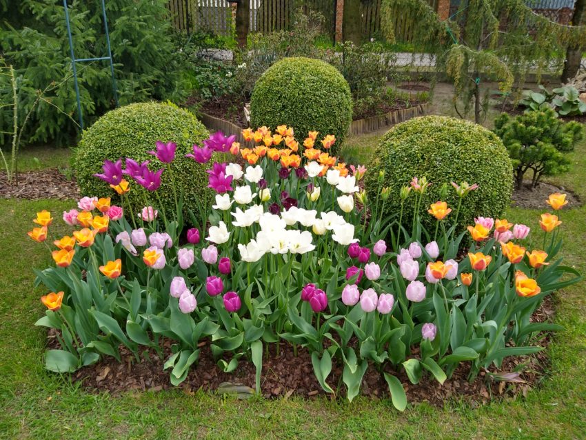 Tulipany: front