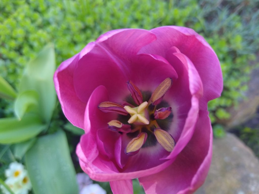 Tulipany: kwiat