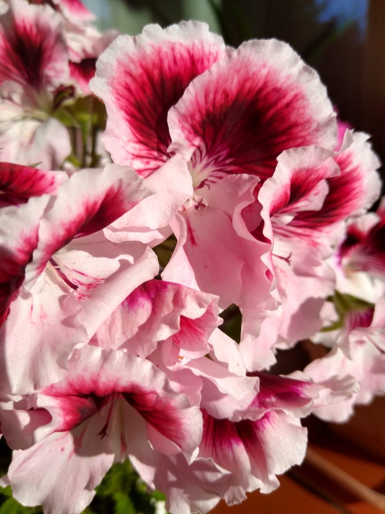 Kwiaty pelargonii angielskiej