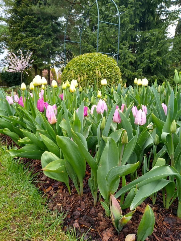 Tulipany: młode tulipany