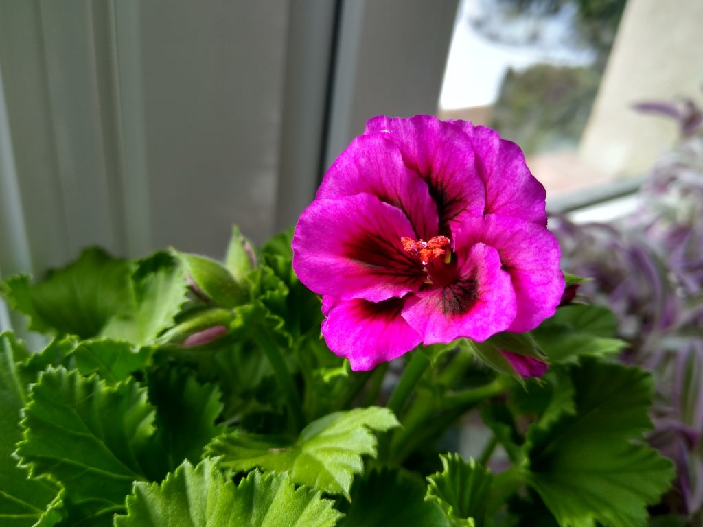 Pelargonie: muszkatel fioletowy - kwiat