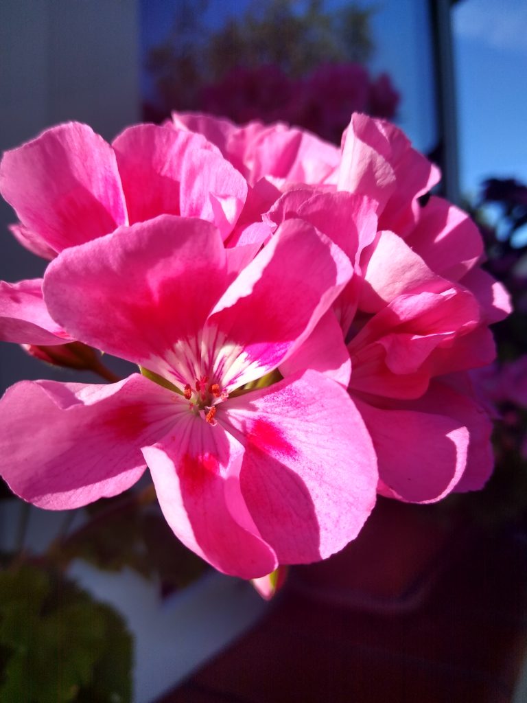 Różowa pelargonia - kwiat