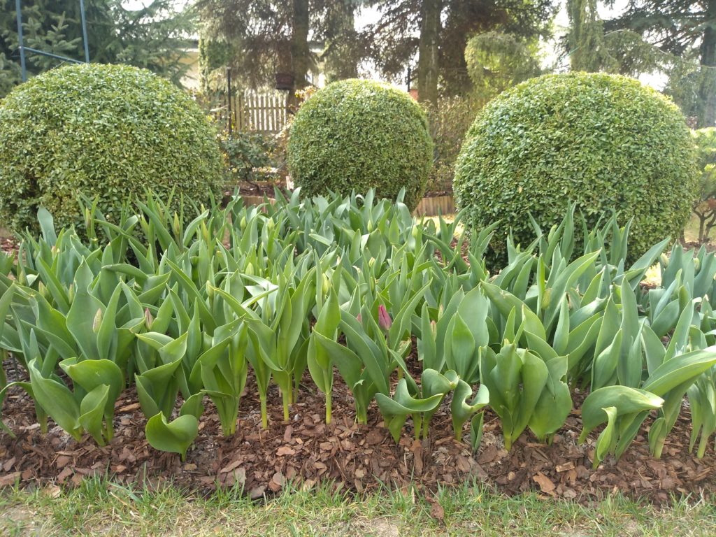 Tulipany: wschodzące tulipany