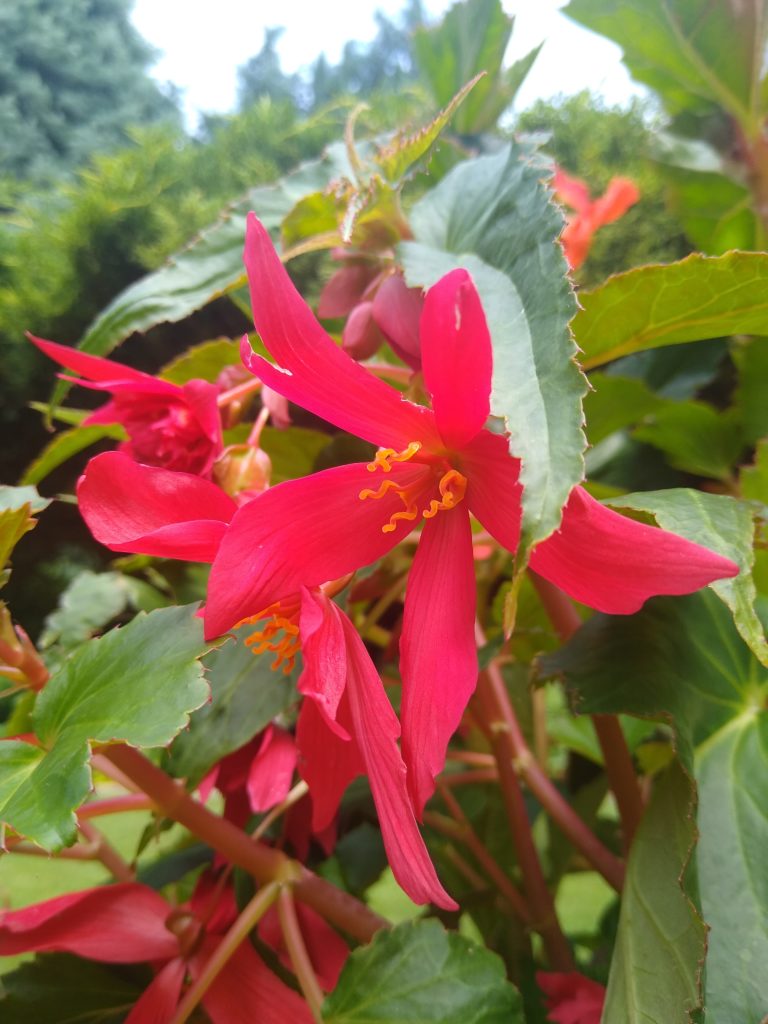 Begonia kwiat