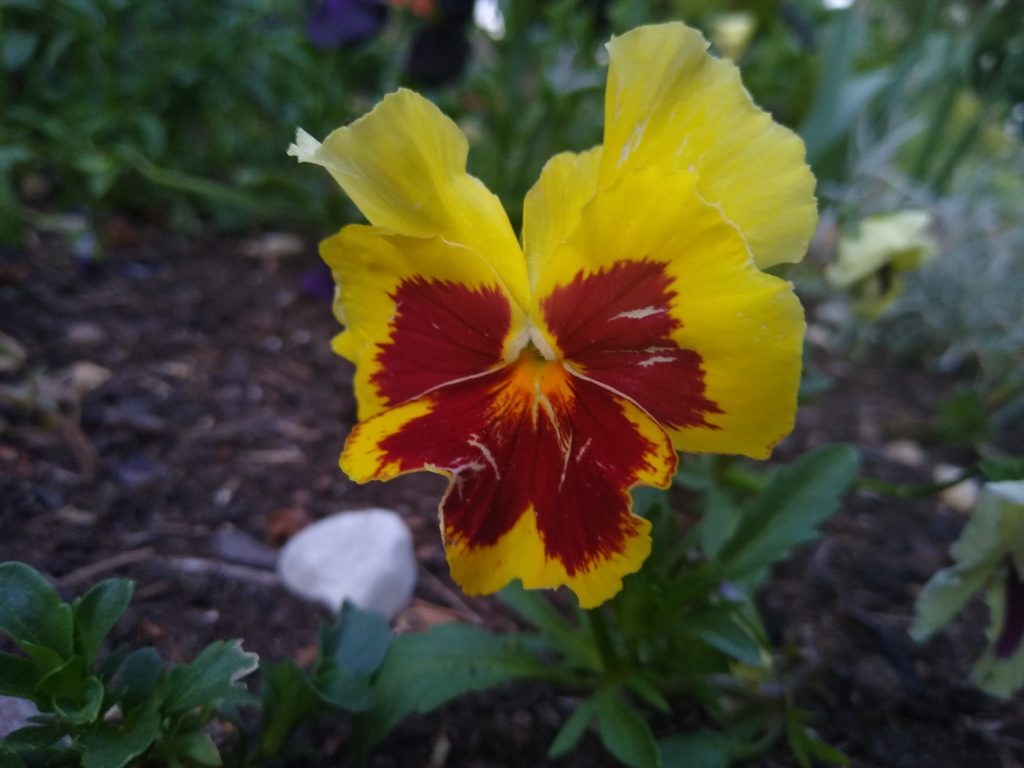 Co kwitnie w czerwcu w ogrodzie: bratki - żółty