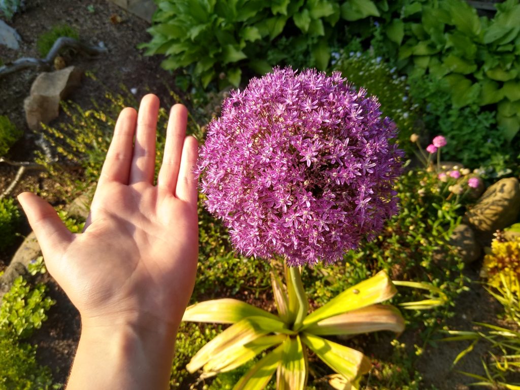 Czosnek olbrzymi: wielkość kwiatostanu