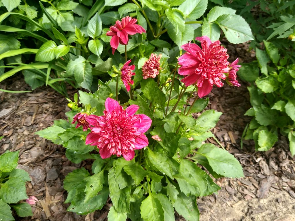 Co kwitnie w czerwcu w ogrodzie: dalie czerwone