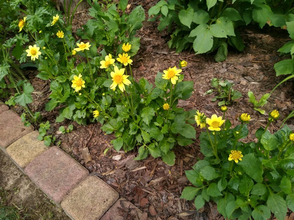 Co kwitnie w czerwcu w ogrodzie: dalie żółte