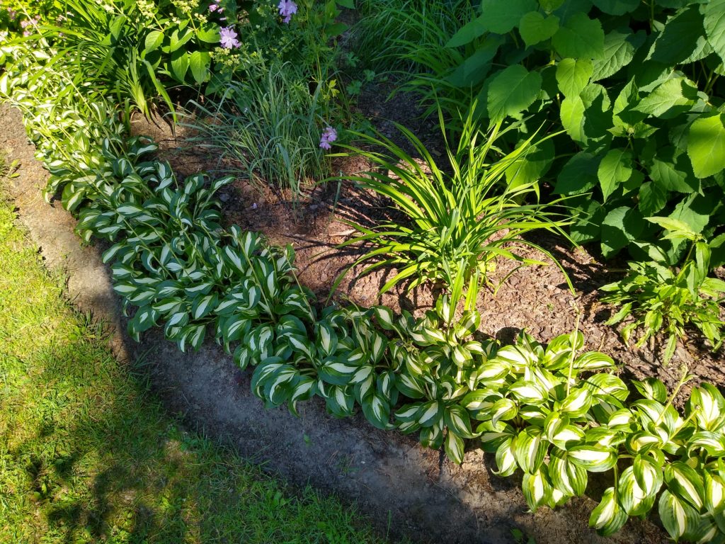 Jak zmieniać ogród na mniej wymagający: funkie