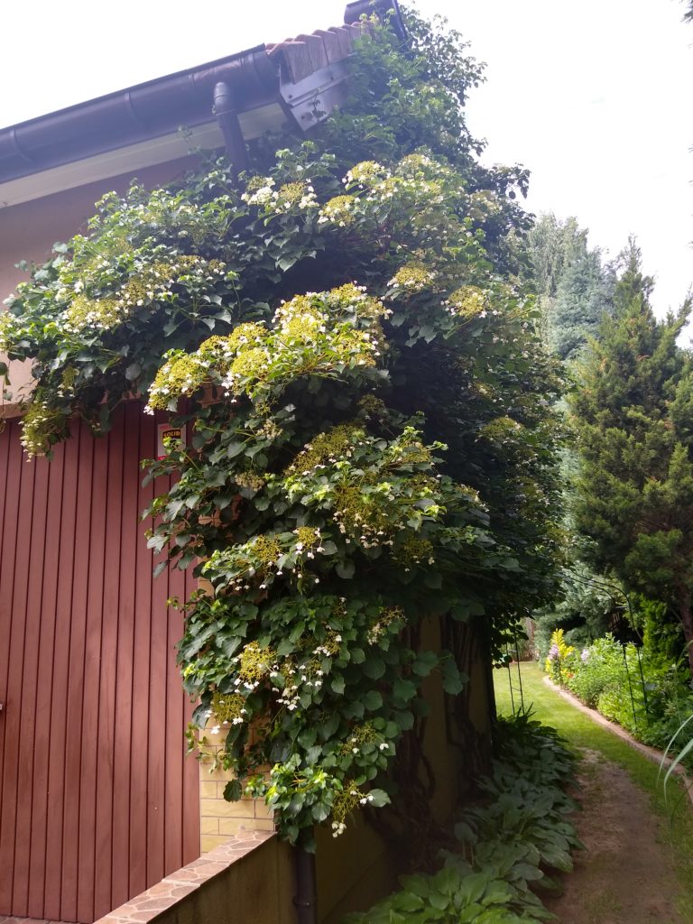 Co kwitnie w czerwcu w ogrodzie: hortensja pnąca