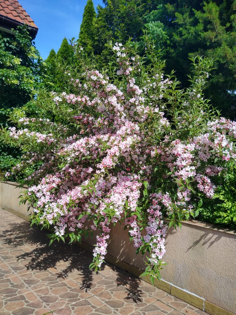 Co kwitnie w czerwcu w ogrodzie: krzewuszka biało-różowa