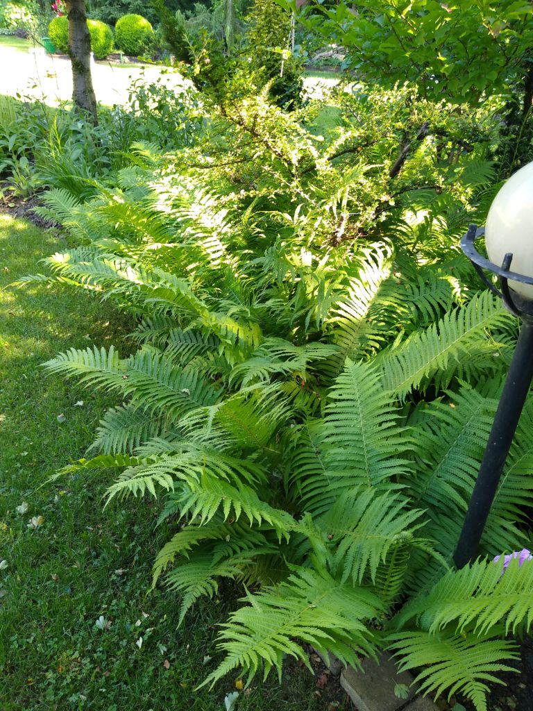 Jak zmieniać ogród na mniej wymagający: paproć pióropusznik