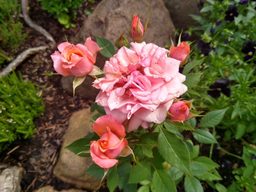 Co kwitnie w czerwcu w ogrodzie: róża mini - łosoś