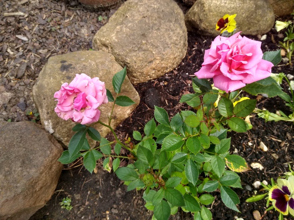 Co kwitnie w czerwcu w ogrodzie: róża mini - róż