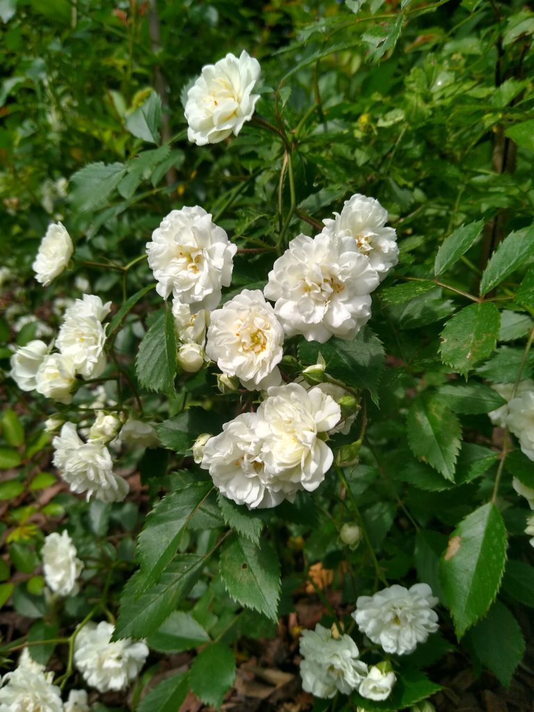 Co kwitnie w czerwcu w ogrodzie: róża okrywowa - biała