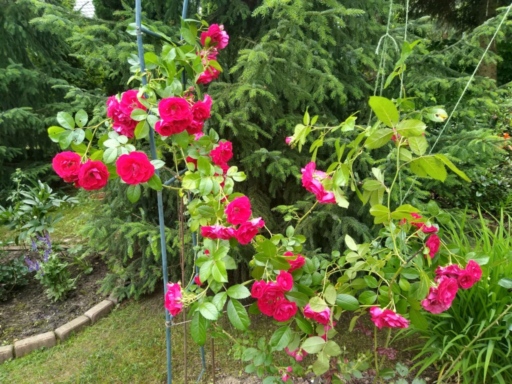 Co kwitnie w czerwcu w ogrodzie: róża pienna