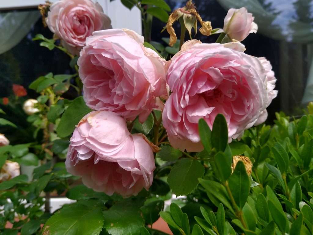 Co kwitnie w czerwcu w ogrodzie: róża rabatowa, wielkokwiatowa - róż