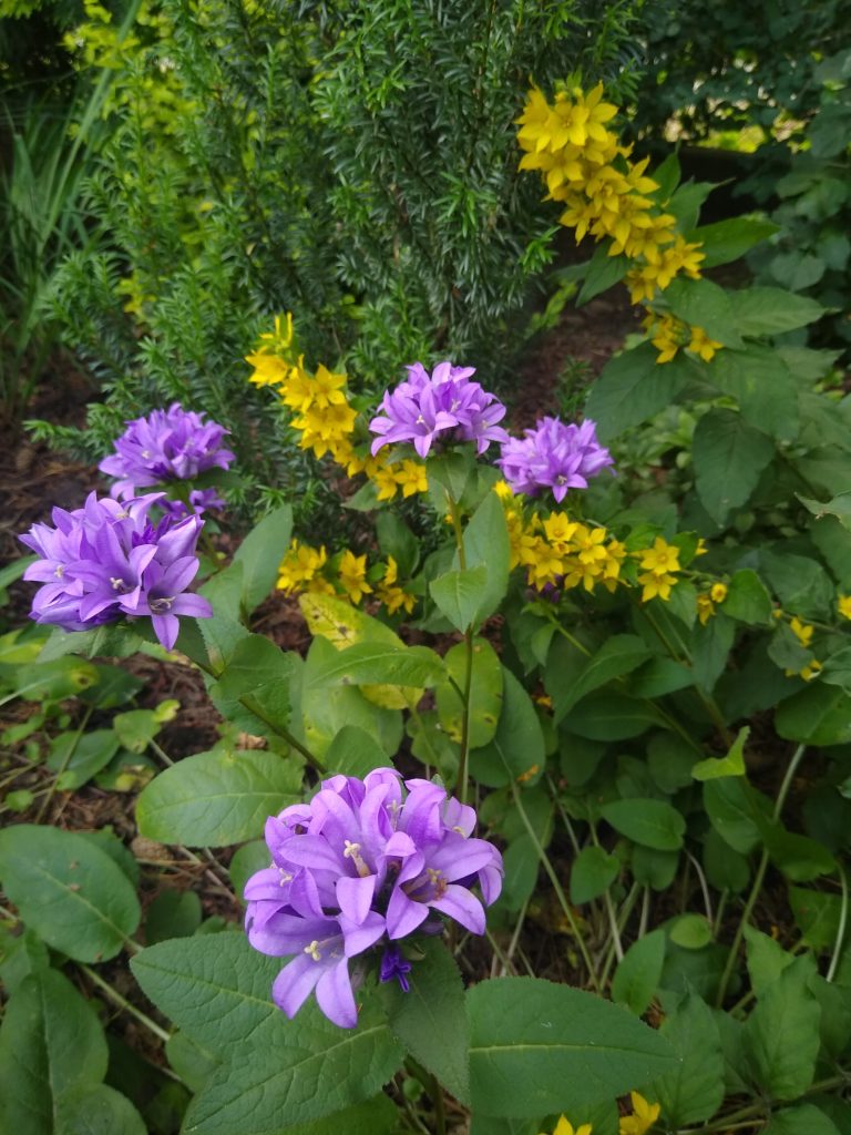 Co kwitnie w czerwcu w ogrodzie: tojeść i goździki