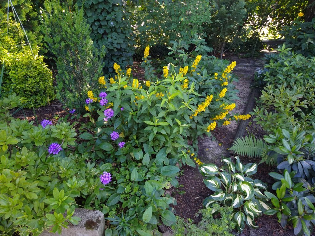 Jak zmieniać ogród na mniej wymagający: tojeść i goździki - rabata