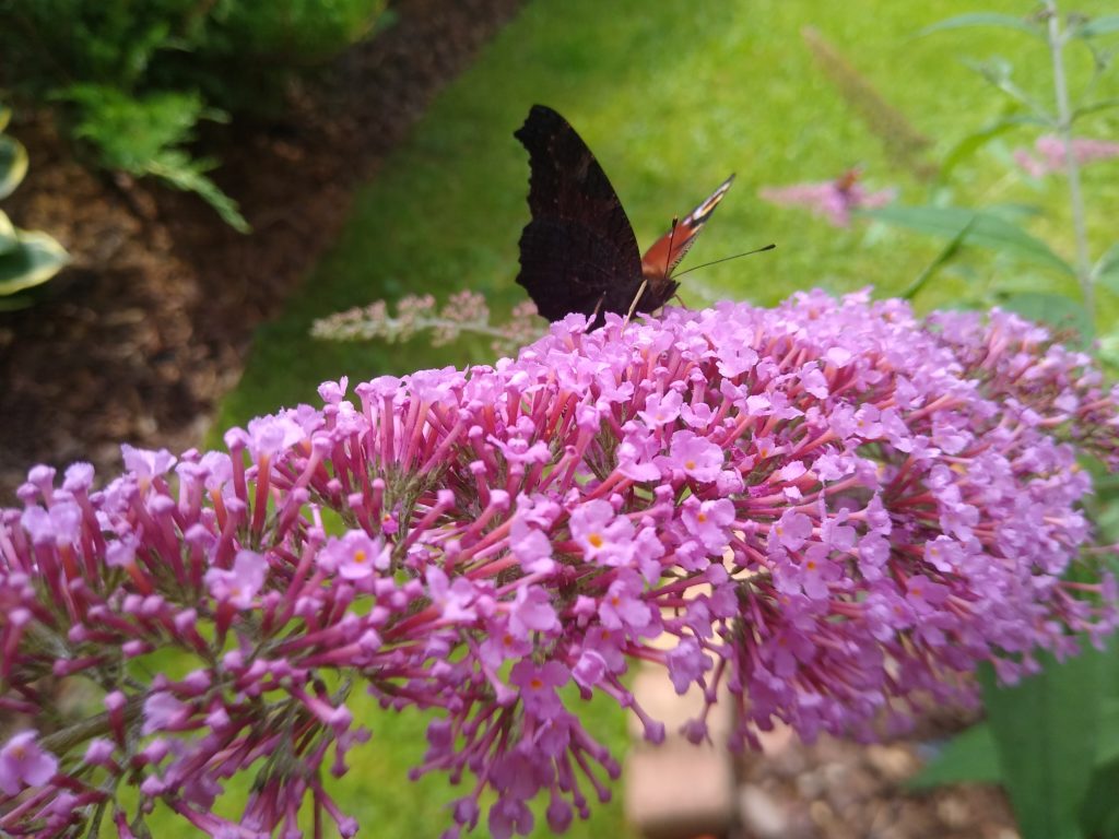 Motyle - jak zwabić je do ogrodu?