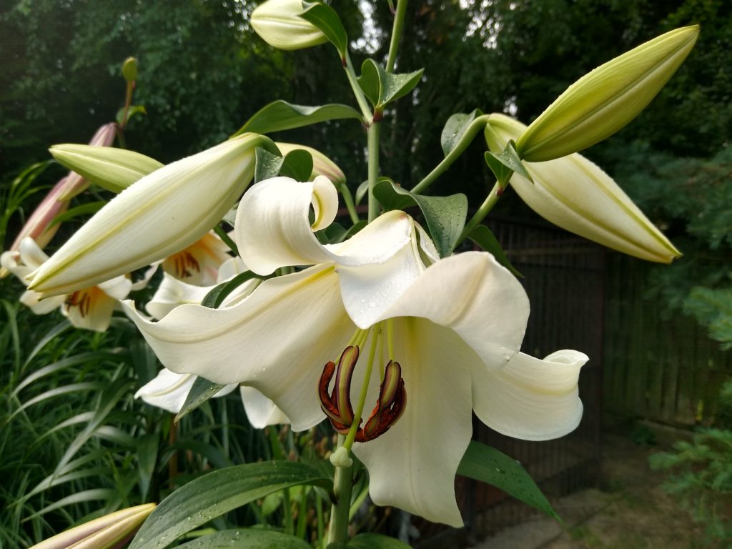 Lilie: lilia drzewiasta PRETTY WOMAN