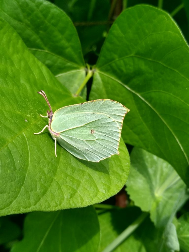 Motyle: listkowiec/latolistek cytrynek